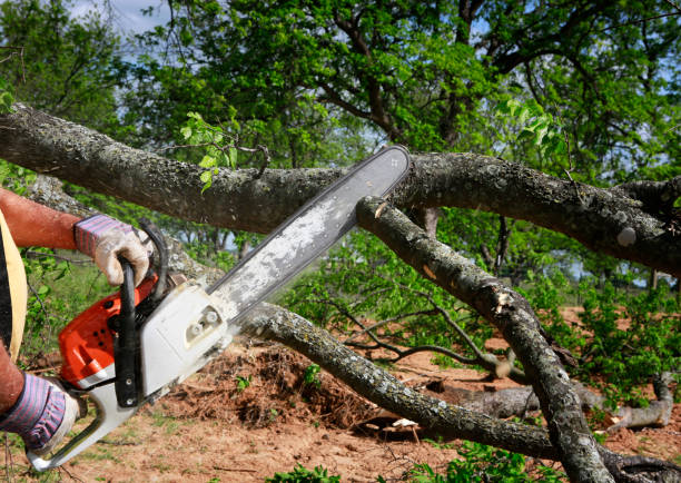 Tree Removal for Businesses in Douglas, GA